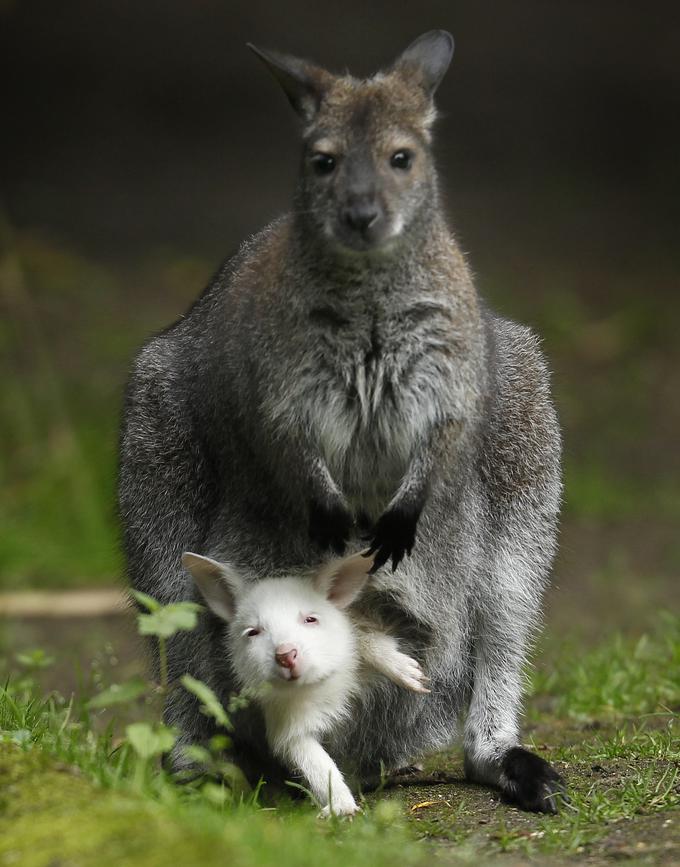 Albino živali | Foto: Reuters