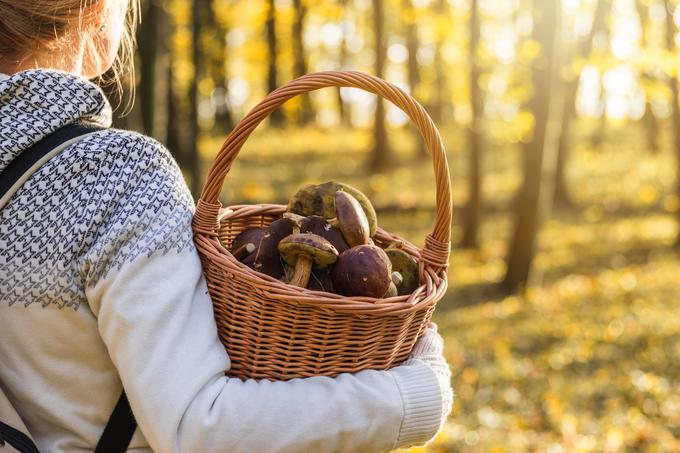 Kakšna bo jesenska sezona nabiranja gob, bomo videli v prihodnjih tednih. Luka Šparl je povedal, da je težko napovedati, kakšna bo jesenska sezona kulinarično zanimivih gob, vendar ocenjuje, da bo rast razmeroma dobra. "Rast gobanov je bila že lansko jesen dobra in takšni sezoni lahko letos sledi nekoliko slabša, a še vedno dobra rast," je povedal. | Foto: Shutterstock