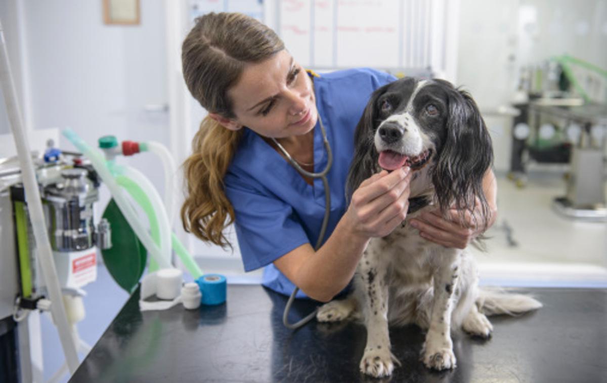 Veterinarka | Foto Getty Images