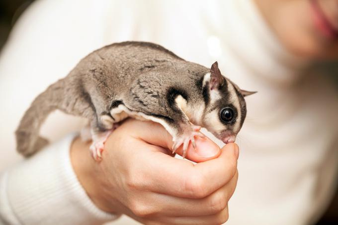 Sladkosneda poletuša vrečarica | Foto: Shutterstock