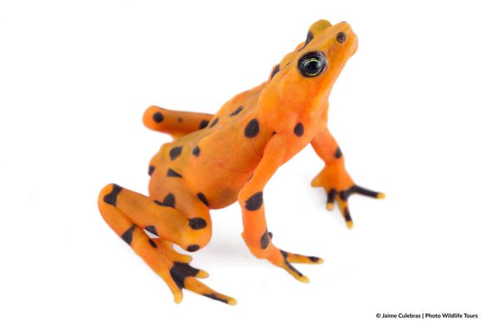 žaba harlekin | Žabe vrste harlekin (Atelopus varius) so ene najbolj ogroženih skupin dvoživk v amazonskem deževnem gozdu. | Foto rewild.org