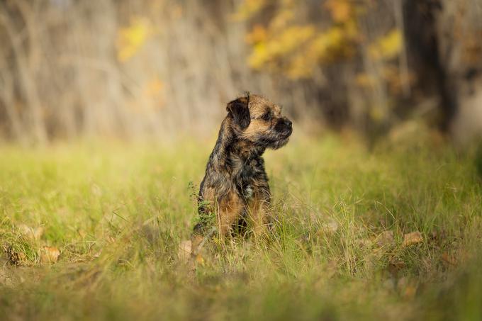 Z drugimi psi se dobro razumejo, vendar so zaradi močnega lovskega nagona manj primerni za domove z majhnimi hišnimi ljubljenčki, kot so hrčki ali zajci. | Foto: Shutterstock